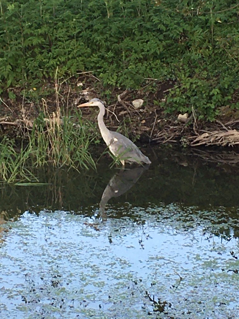 This image has an empty alt attribute; its file name is heron-1.jpg